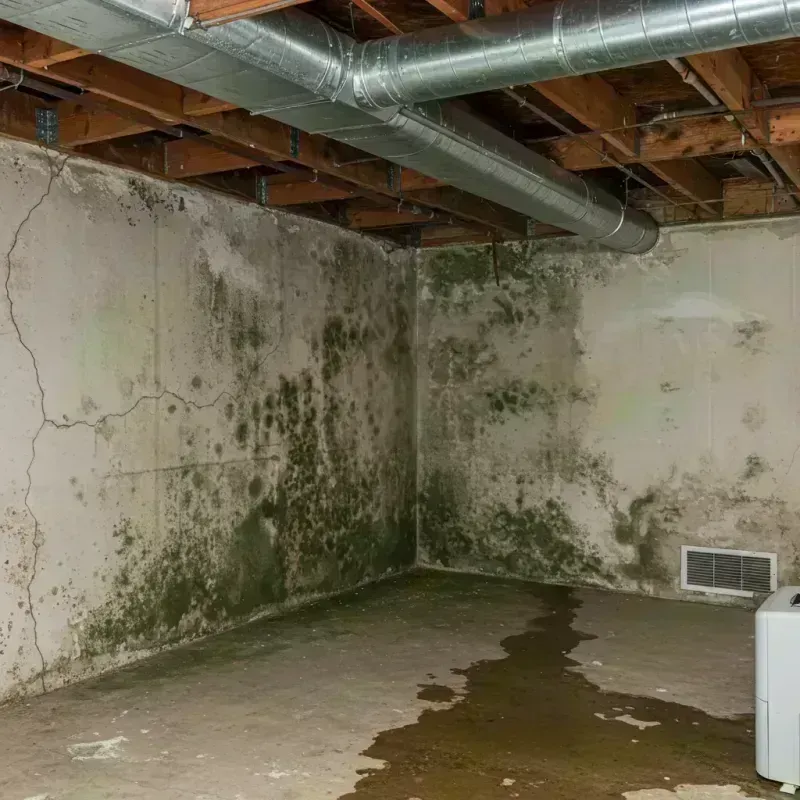 Professional Mold Removal in Worden, IL